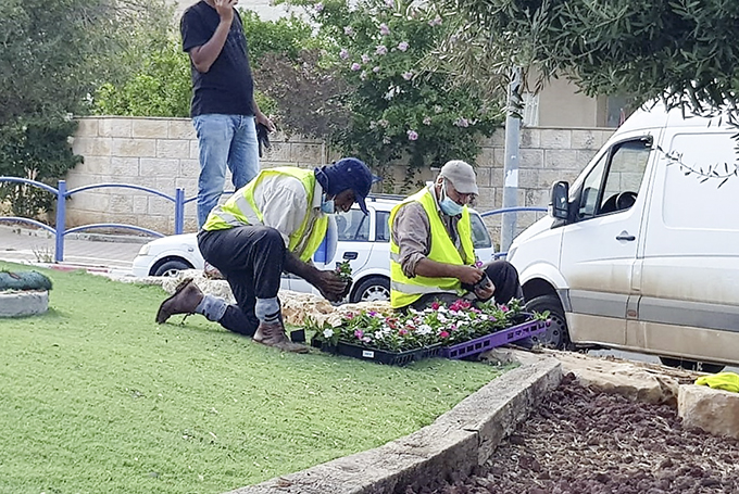 עוטפים את עפולה בפרחים